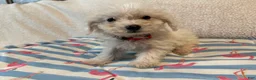 Bichon Frise dogs for sale: Bichon Frise red - Ad 2