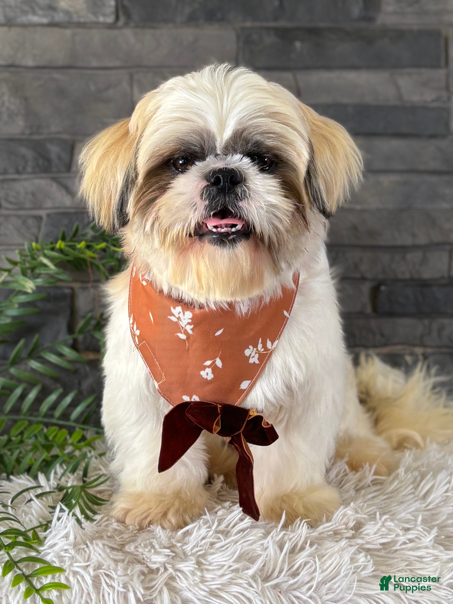 Shih Tzu dogs Nacho - Ad 10