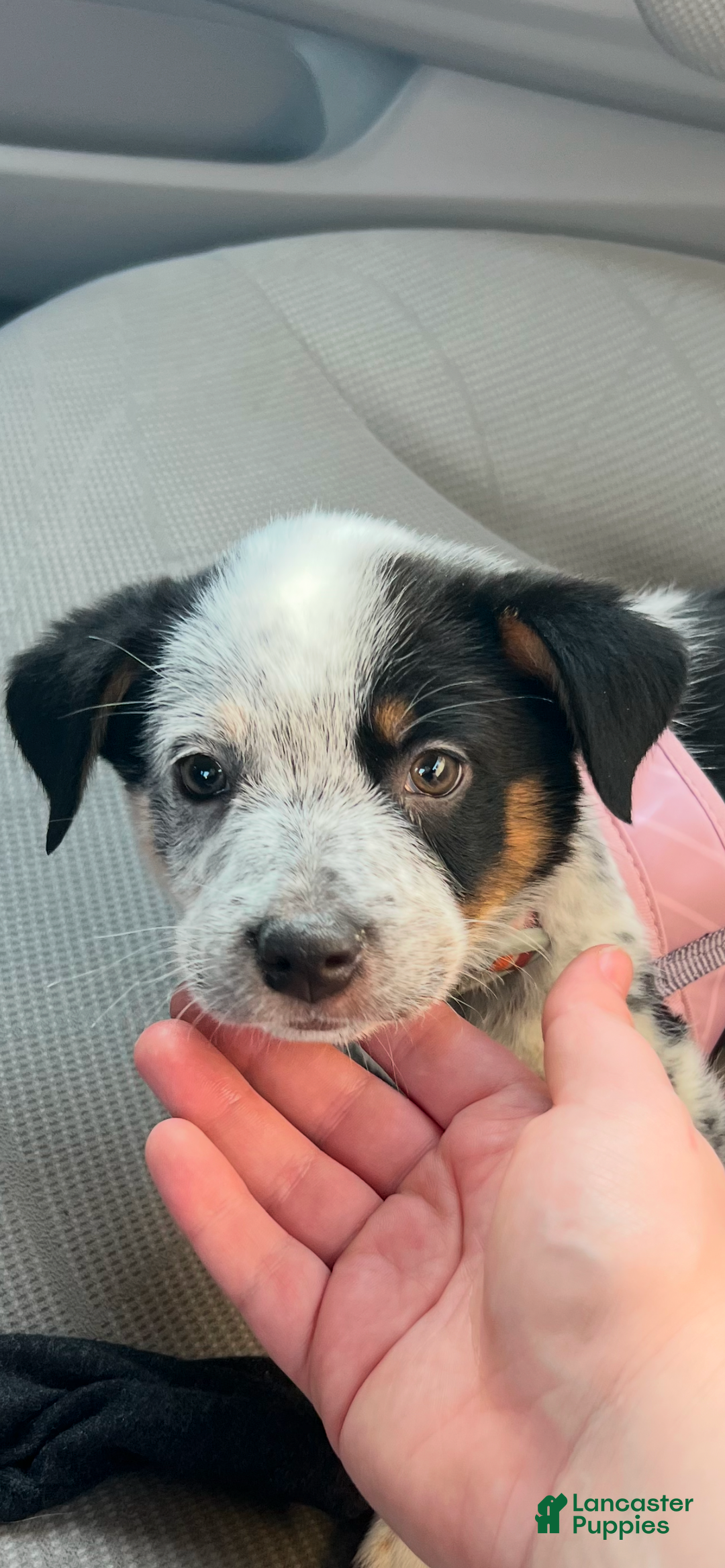Mixed Breed dogs for sale: Australian shepherd & Border collie  - Ad 2