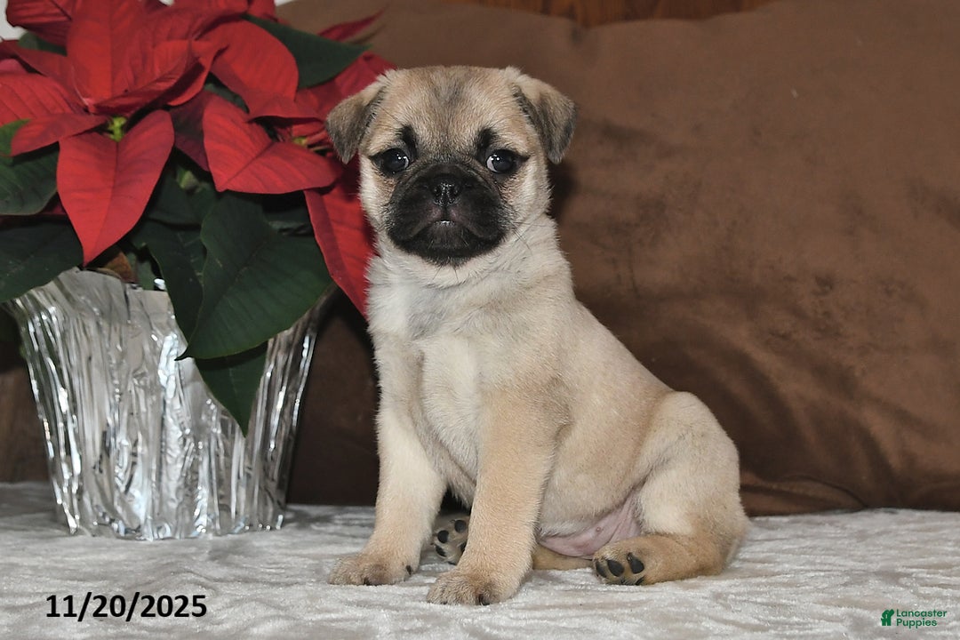 Mixed Breed dogs for sale: Snowflake - Ad 6