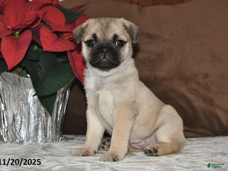 Mixed Breed dogs Snowflake - Ad 28