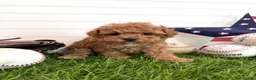 Cavapoo dogs for sale: Bunt - Ad 5