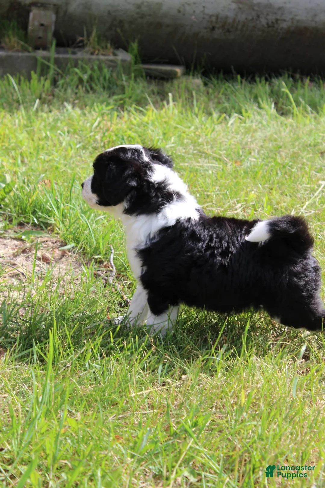 Bordoodle dogs for sale: W.C. - Ad 2