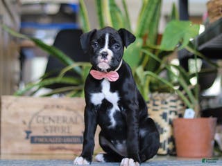 Boxer dogs Sammy - Ad 31