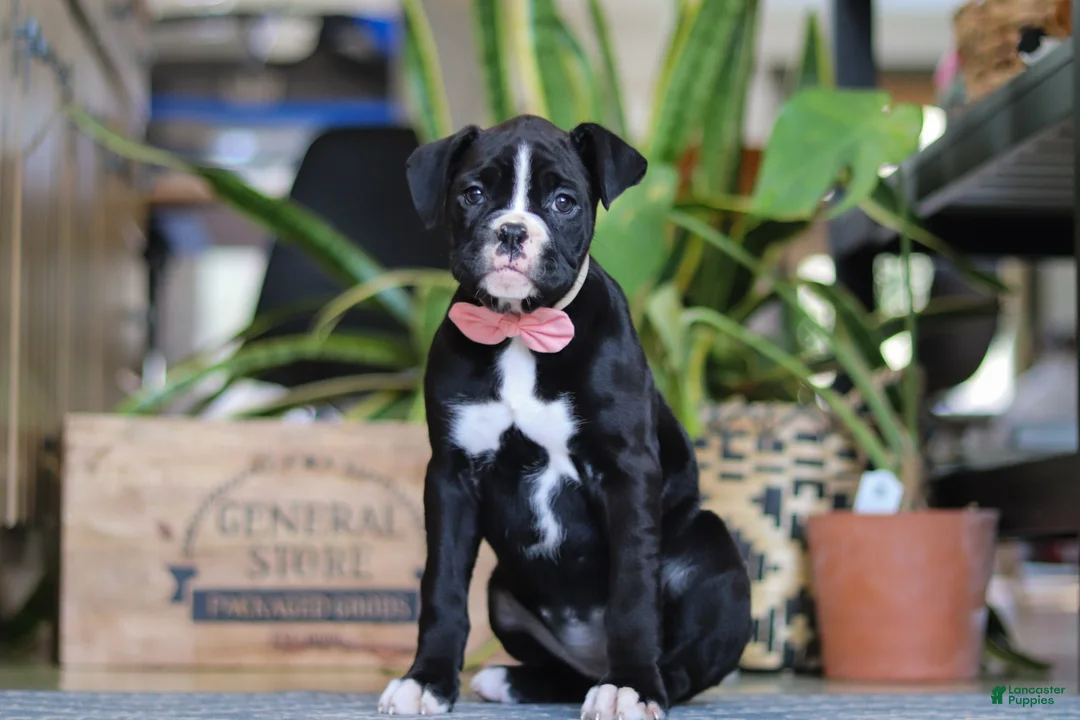 Boxer dogs for sale: Sammy - Ad 1