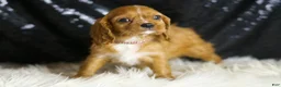 Cavalier King Charles Spaniel dogs for sale: Napa - Ad 3