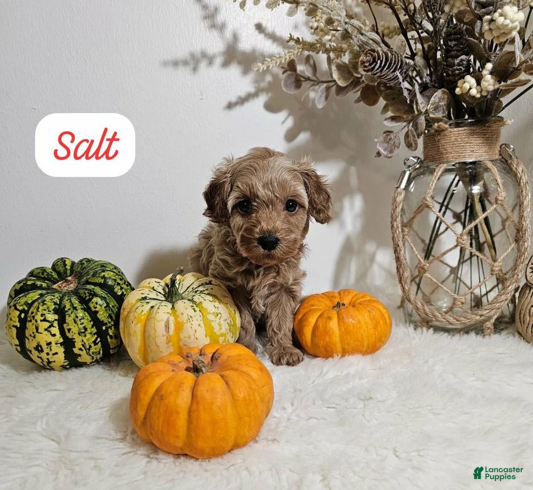 Cavapoo dogs Salt - Ad 10