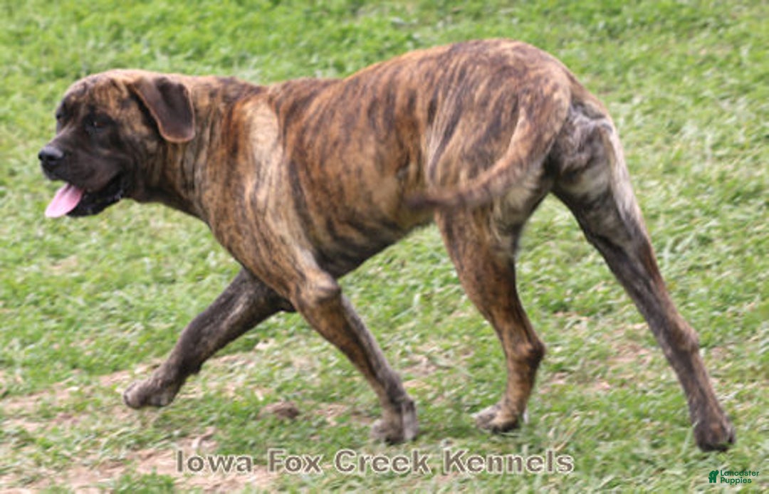 English Mastiff dogs for sale: English Mastiff Puppy 2 - Ad 7