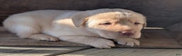 Labrador Retriever dogs for sale: Willow - Ad 2