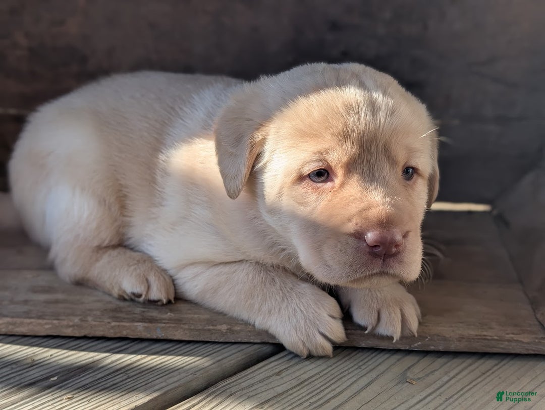 Labrador Retriever dogs for sale: Willow - Ad 2