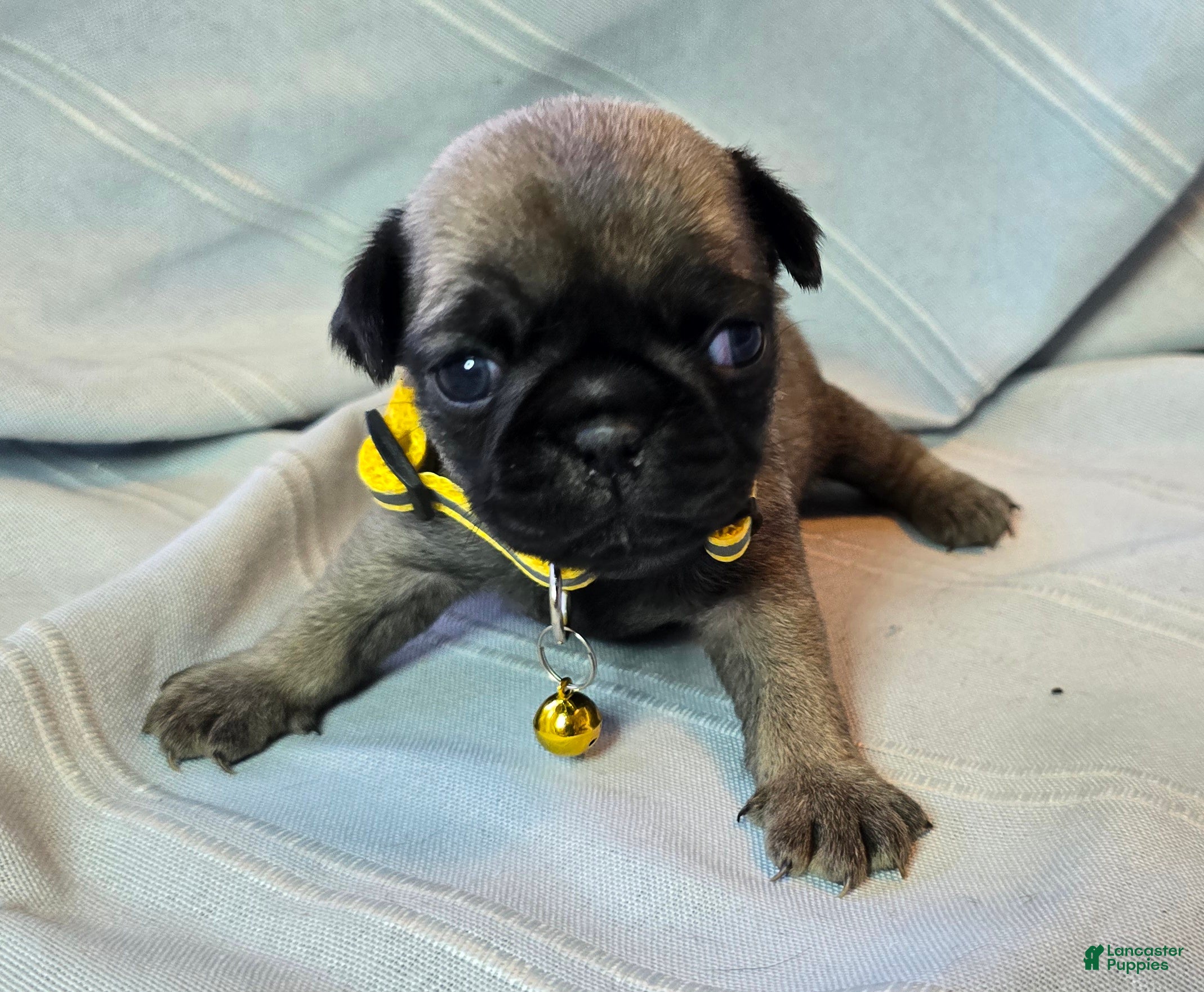 Pug dogs Jeannie - Ad 24