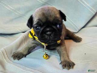 Pug dogs Jeannie - Ad 24