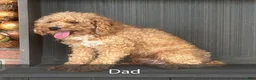 Cavapoo dogs for sale: Buddy - Ad 10