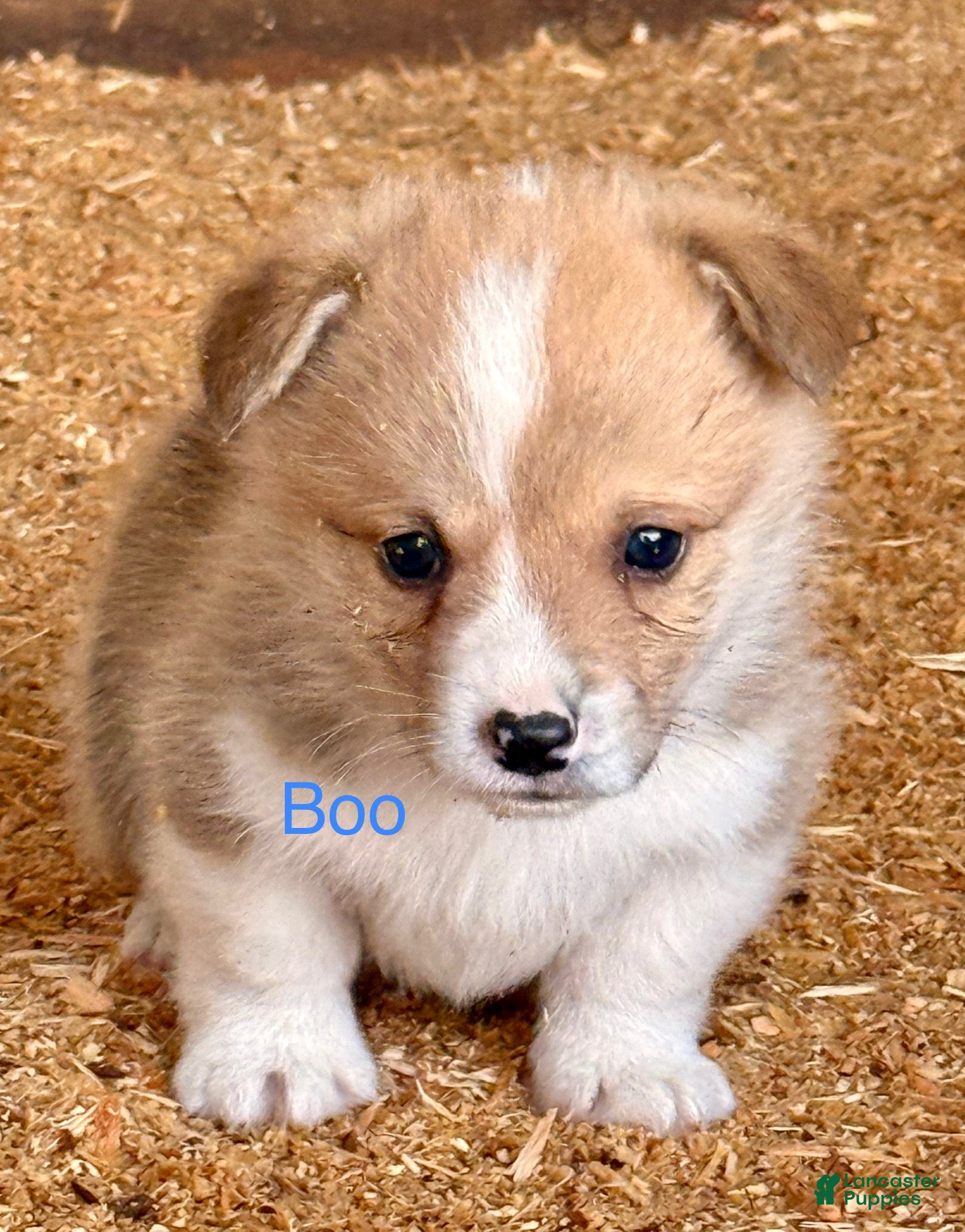 Welsh Corgi Pembroke dogs Welsh Corgi Pembroke Puppy 1 - Ad 5