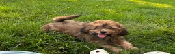 Cavapoo dogs for sale: Rudy - Ad 6