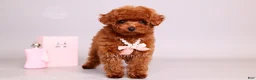 Toy Poodle dogs for sale: Elodie Red Teacup - Ad 4