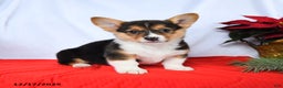 Welsh Corgi Pembroke dogs for sale: Rochelle - Ad 4