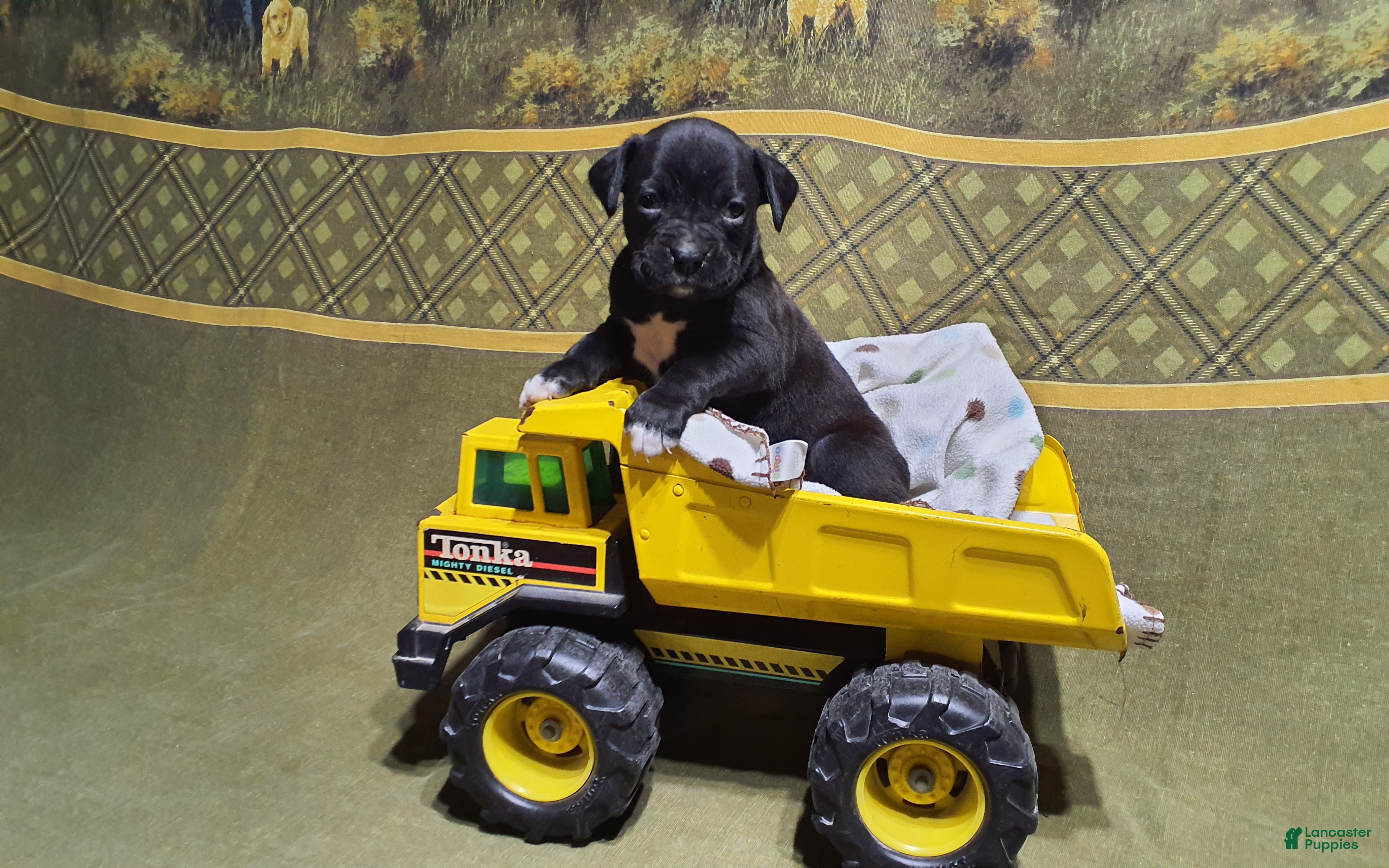 Boxer dogs Jip -AKC- - Ad 20