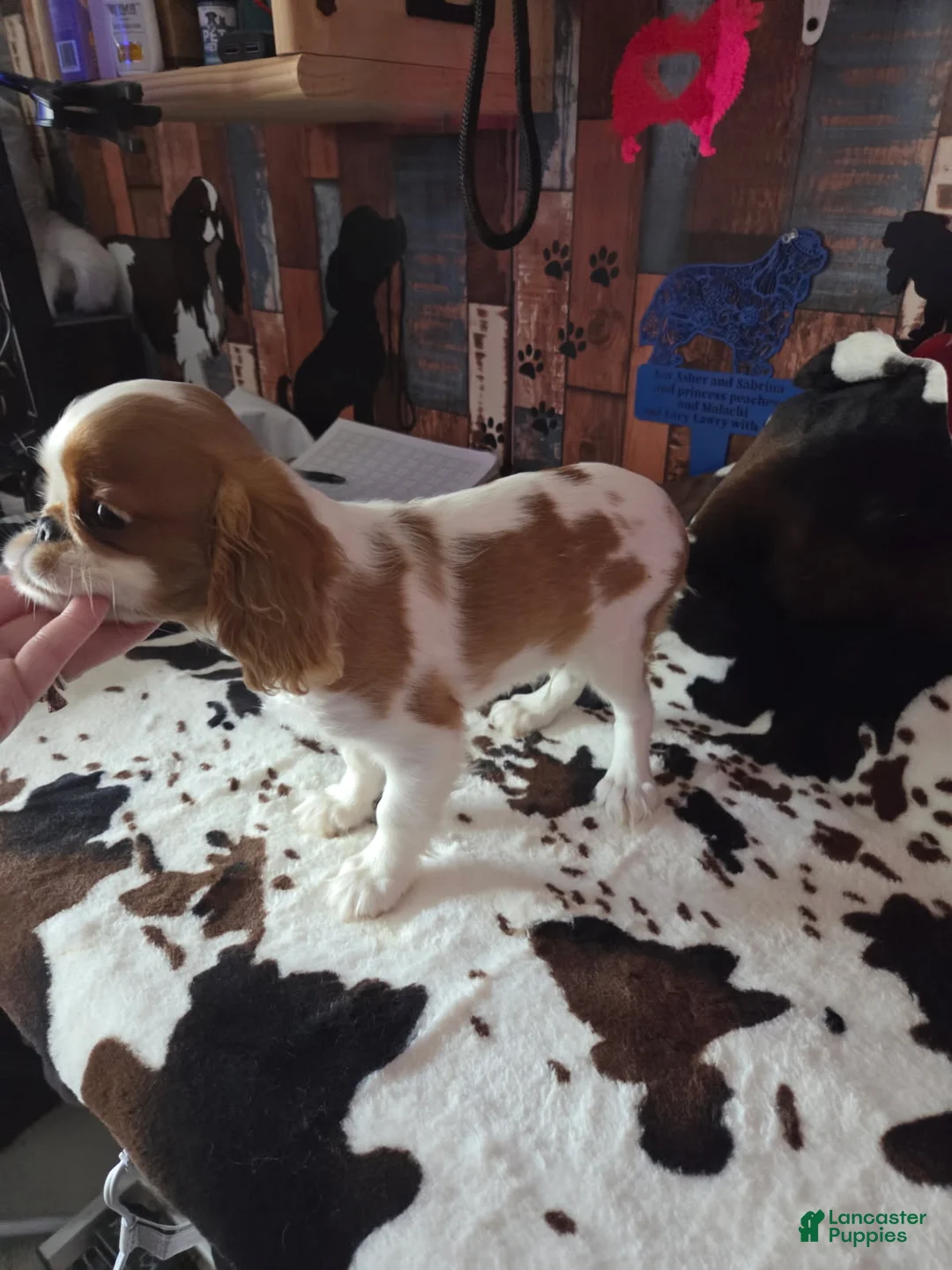 King Charles Spaniel dogs for sale: Boy 2 - Ad 2