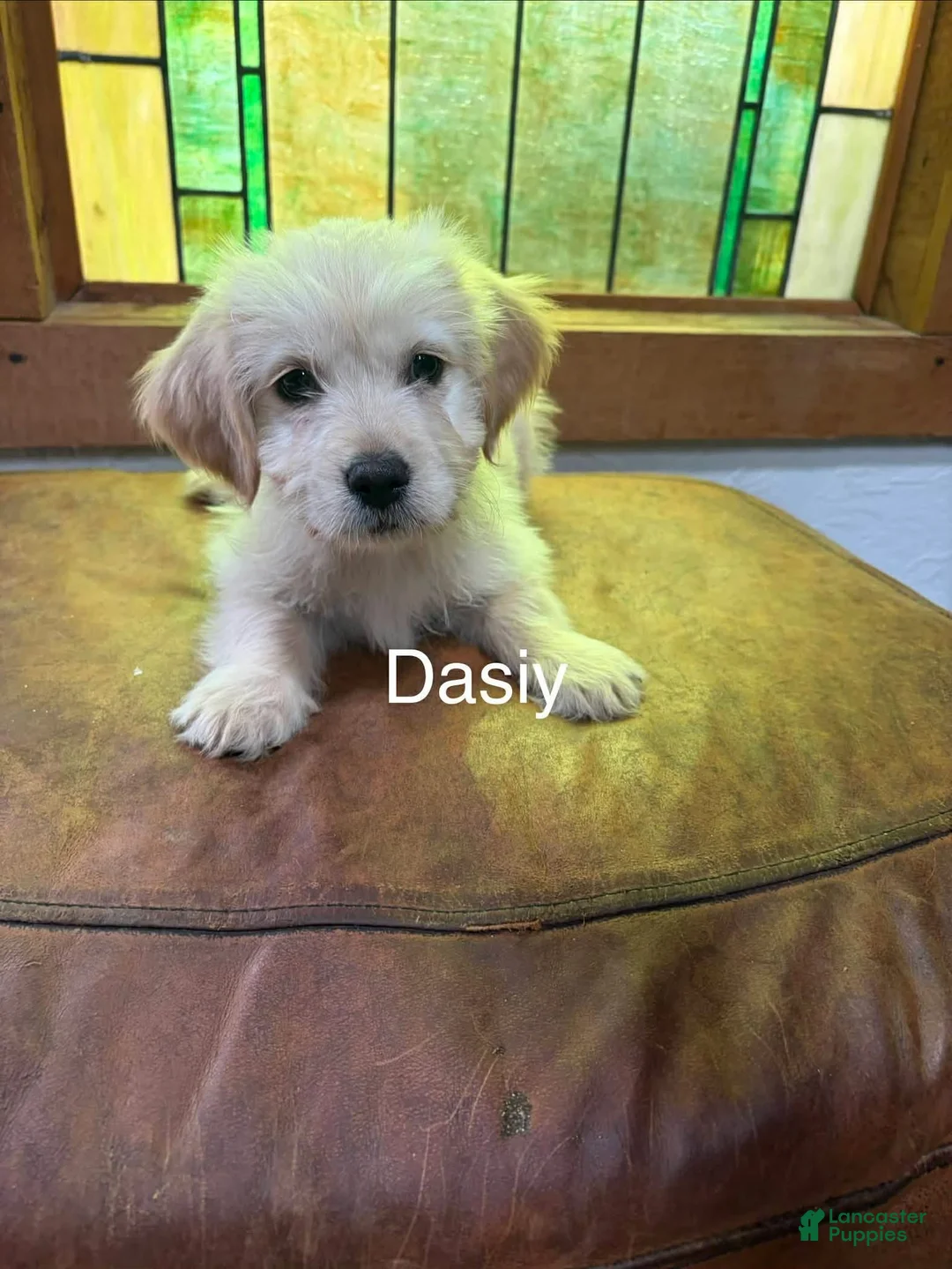 Mixed Breed dogs for sale: Mixed Breed Puppy 4 - Ad 1