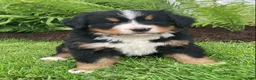 Bernese Mountain Dog dogs for sale: Hazel  - Ad 2