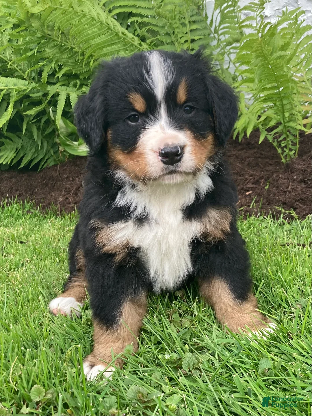Bernese Mountain Dog dogs for sale: Hazel  - Ad 2