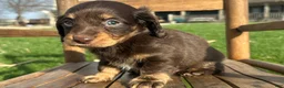 Dachshund dogs for sale: Culver - Ad 3