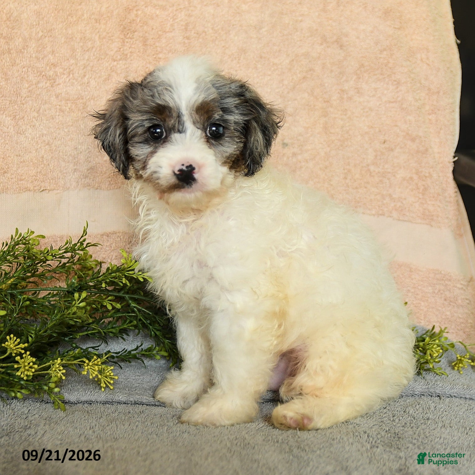 Mixed Breed dogs Caspian - Ad 1