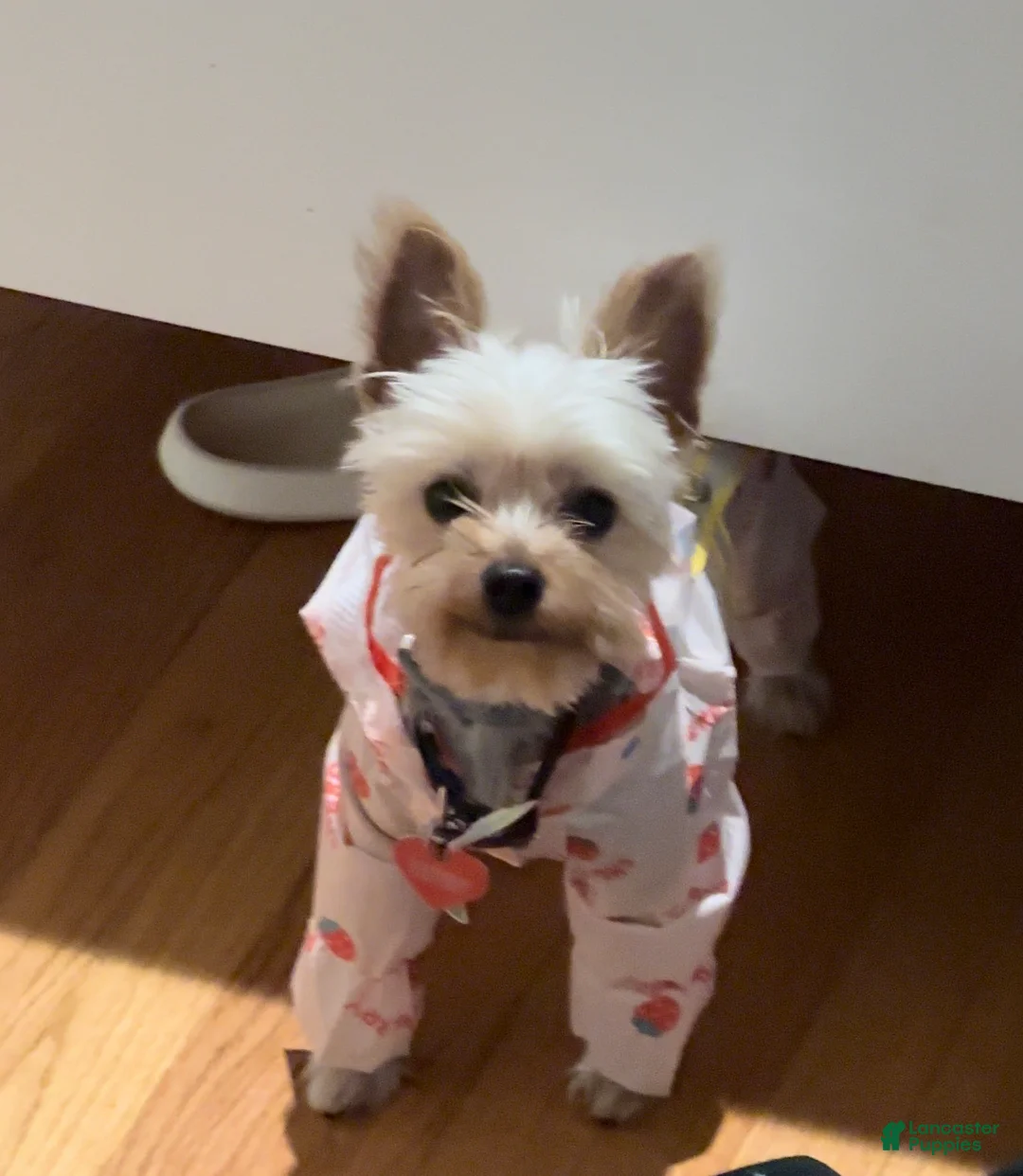 Shorkie dogs for sale: Shorkie Puppy 1 - Ad 2