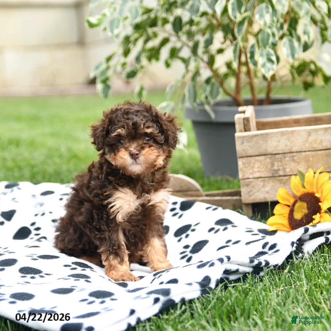 Toy Poodle dogs for sale: Wendy - Ad 1