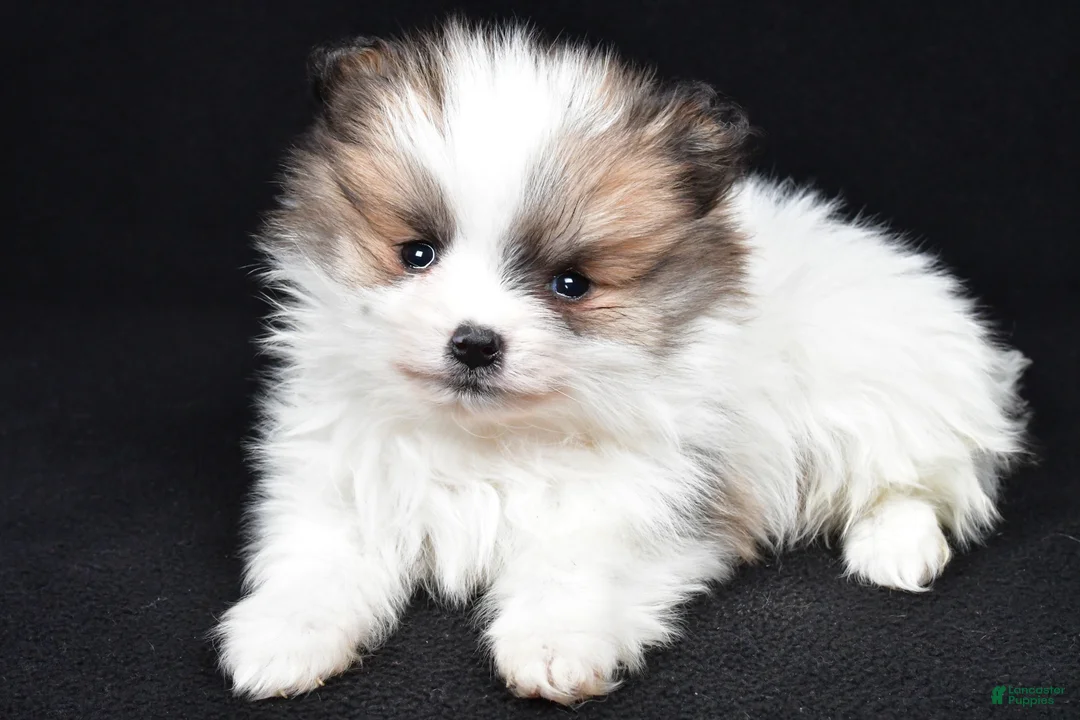 Pomeranian dogs for sale: Turbo - Ad 1