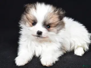 Pomeranian dogs Turbo - Ad 6