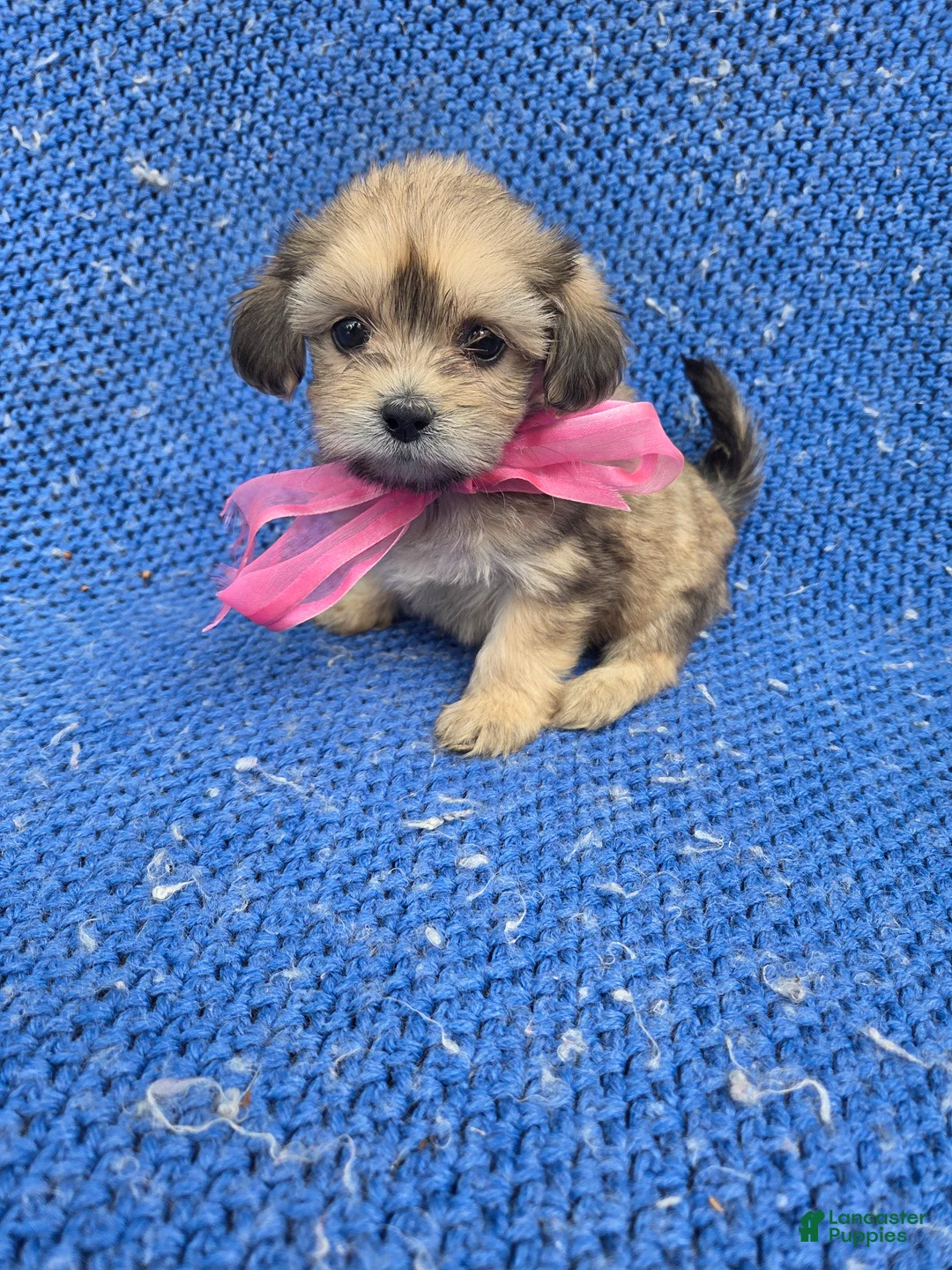 Morkie dogs for sale: Sofia  - Ad 1
