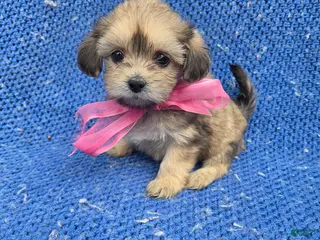 Morkie dogs Sofia - Ad 5