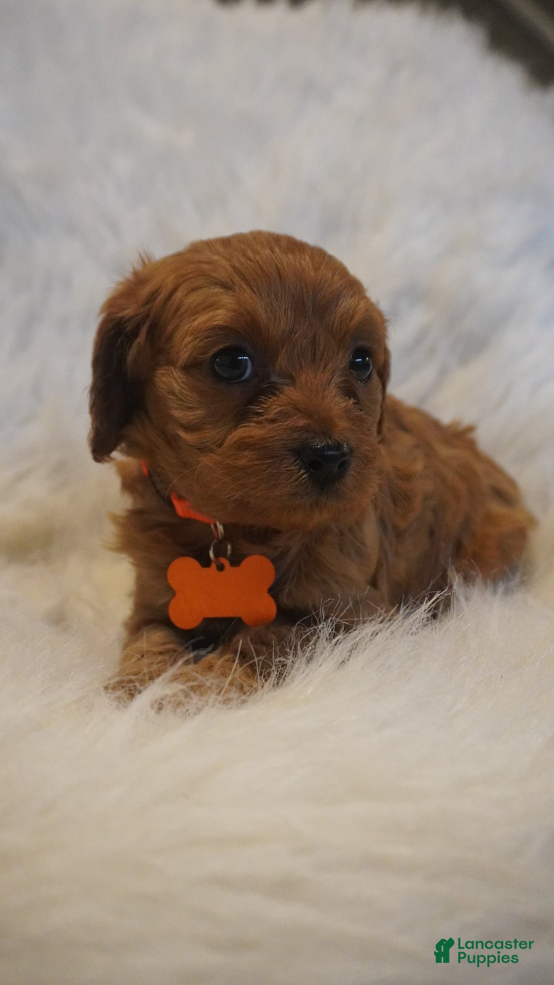 Cavapoo dogs for sale: Jupiter  - Ad 2