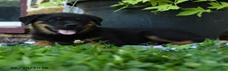 Rottweiler dogs for sale: Janie - Ad 3