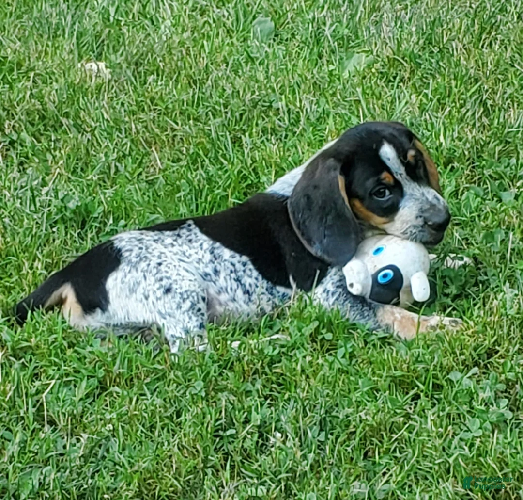 Gallery Image {{count}}