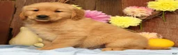 Golden Retriever dogs for sale: Hank - Ad 3