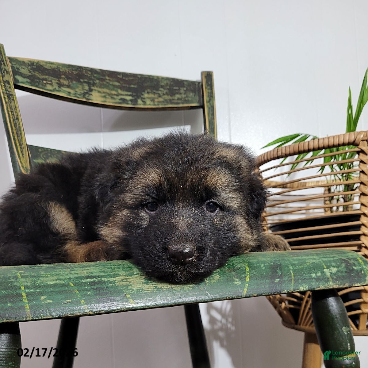 German Shepherd dogs Betsy - Ad 2