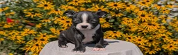 Boston Terrier dogs for sale: Tyson - Ad 4