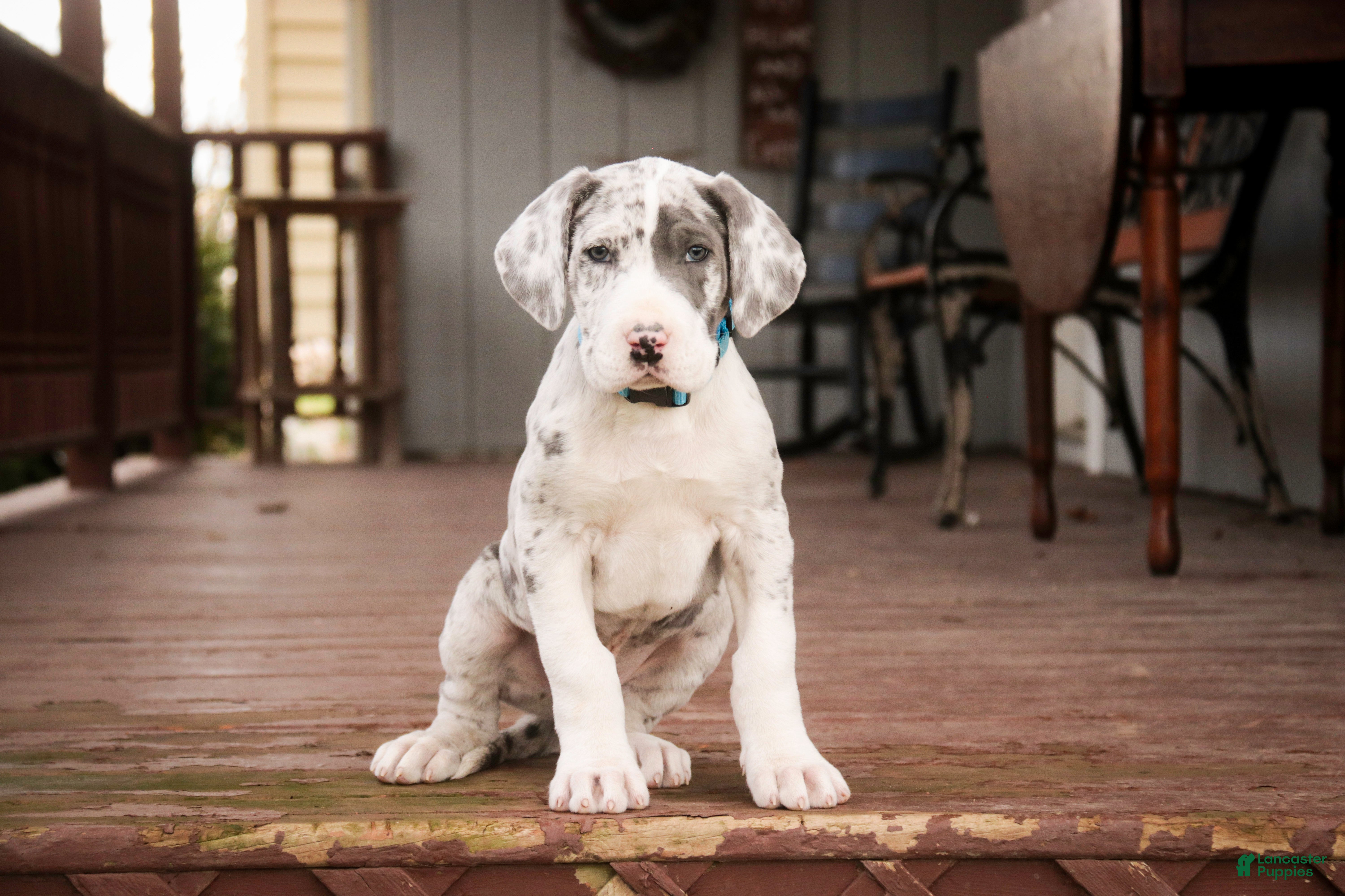 Great Dane dogs Winston - Ad 1