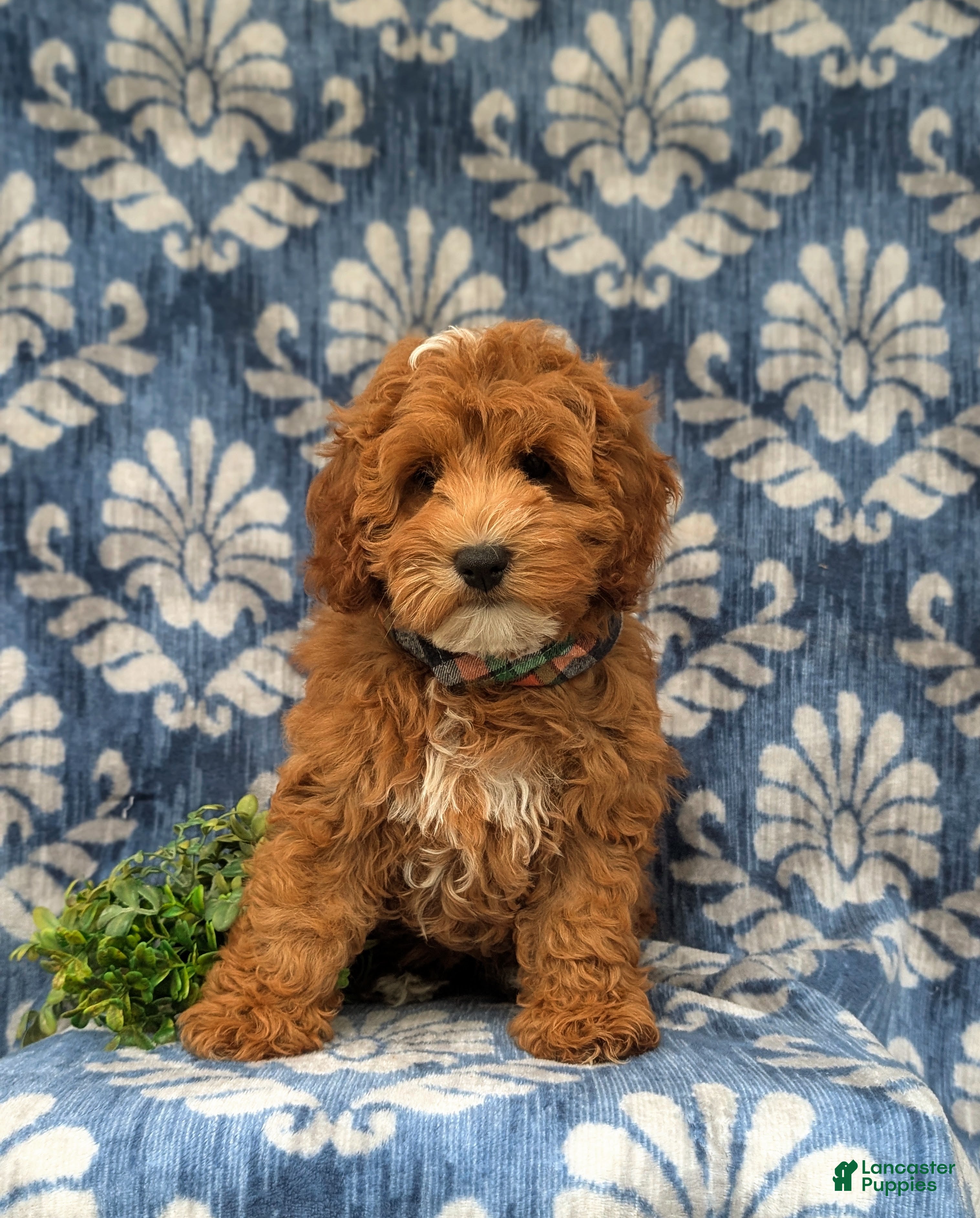 Cavapoo dogs Omar Hypoallergenic - Ad 2