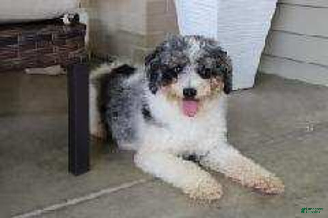Mini Bernedoodle dogs for sale: Dasher - Ad 11