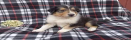 Collie dogs for sale: Champ - Ad 2