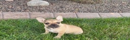 French Bulldog dogs for sale: Sandy - Ad 3