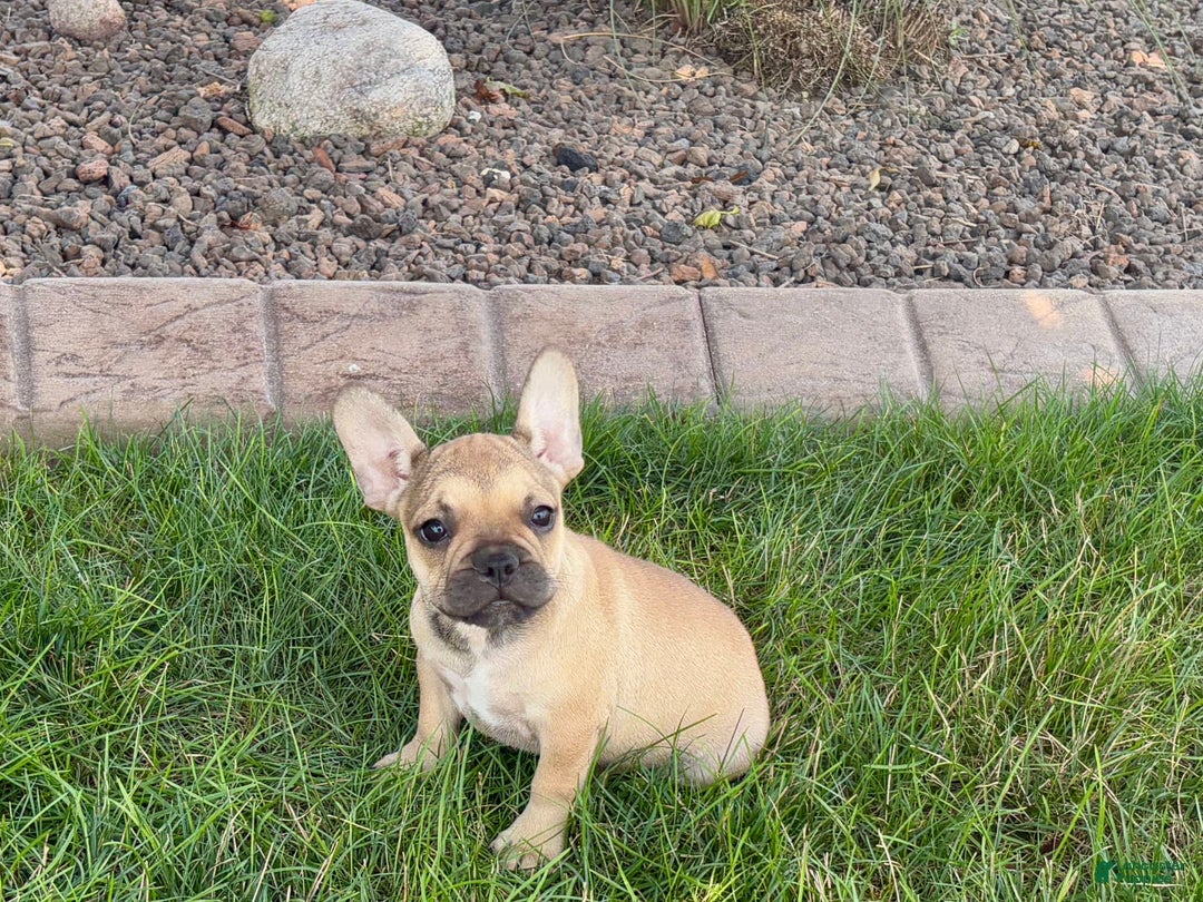 French Bulldog dogs for sale: Sandy - Ad 3