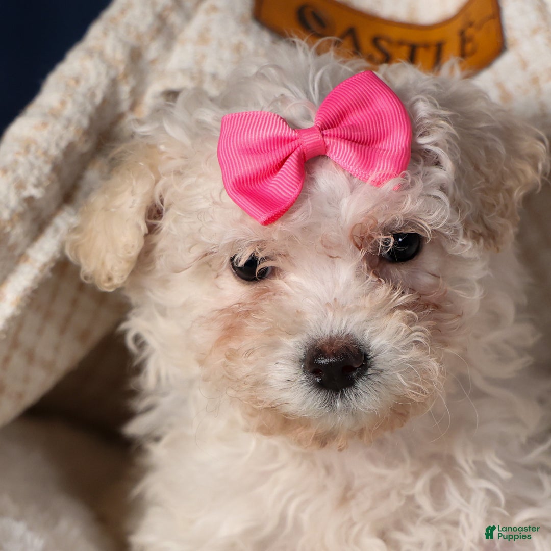 Yochon dogs for sale: NANA - Ad 9