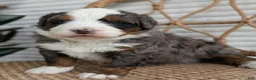 Bernedoodle dogs for sale: Spartan - Ad 6