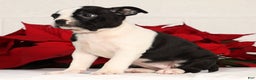 Boston Terrier dogs for sale: Kathy - Ad 9