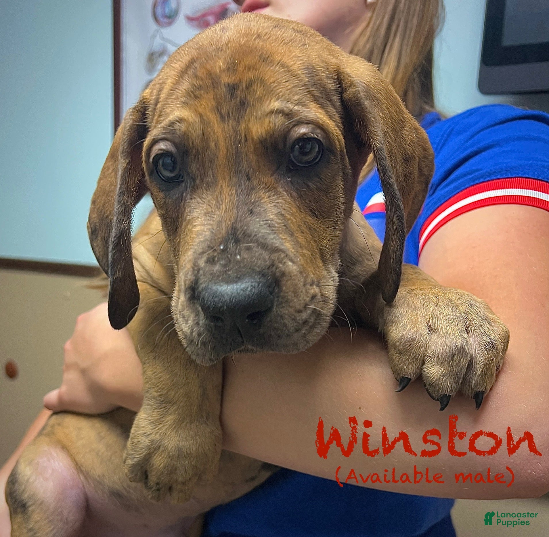 Great Dane dogs Winston - Ad 15